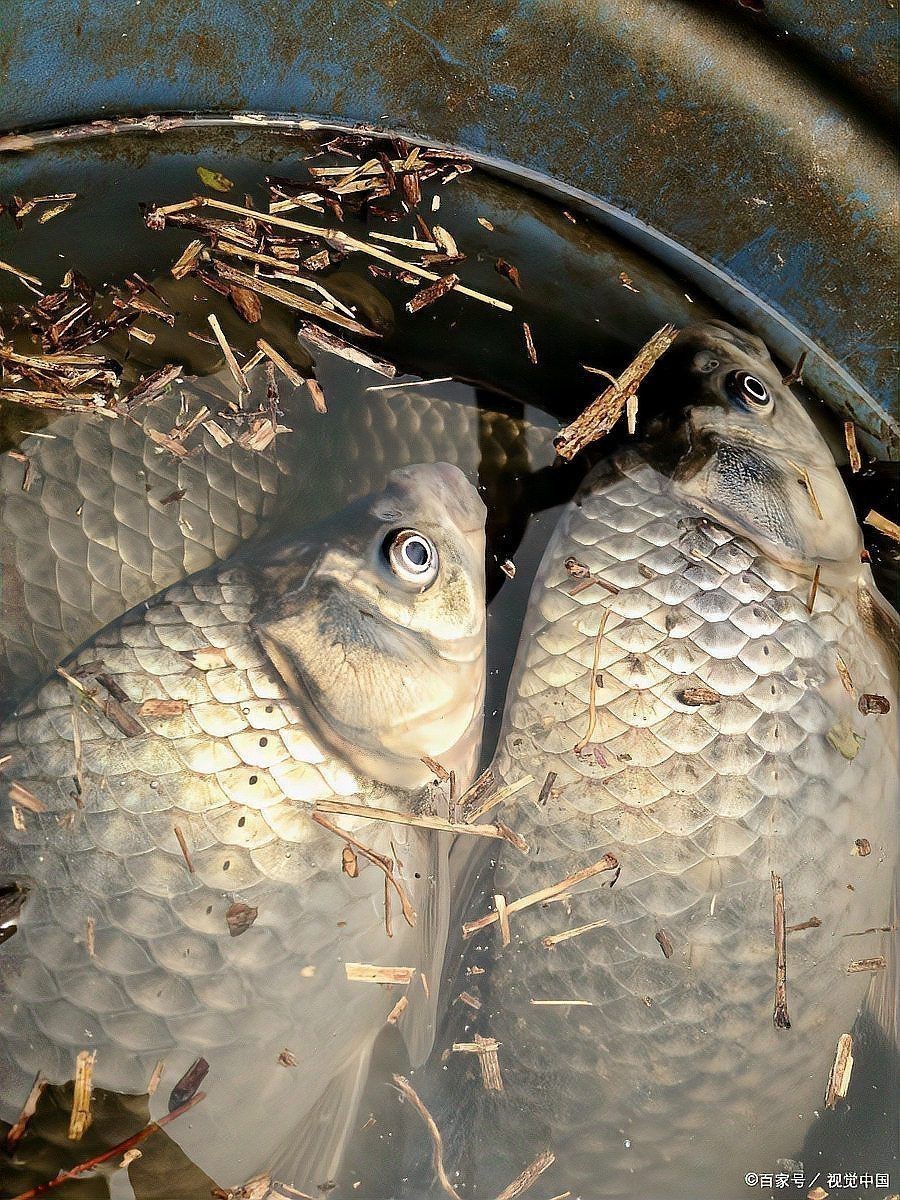 鯽魚與鯉魚的對照圖【鯽魚與鯉魚對照圖鑒對比，鯽魚和鯉魚的區別在哪里】 鯽魚與鯉魚的對照圖【鯽魚與鯉魚對照圖鑒對比，鯽魚和鯉魚的區別在哪里】 龍魚論壇 第3張
