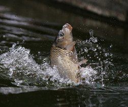 鯽魚與鯉魚的對照圖【鯽魚與鯉魚對照圖鑒對比，鯽魚和鯉魚的區別在哪里】 鯽魚與鯉魚的對照圖【鯽魚與鯉魚對照圖鑒對比，鯽魚和鯉魚的區別在哪里】 龍魚論壇 第13張