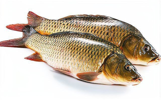 鯽魚與鯉魚的對照圖【鯽魚與鯉魚對照圖鑒對比，鯽魚和鯉魚的區別在哪里】 鯽魚與鯉魚的對照圖【鯽魚與鯉魚對照圖鑒對比，鯽魚和鯉魚的區別在哪里】 龍魚論壇 第11張