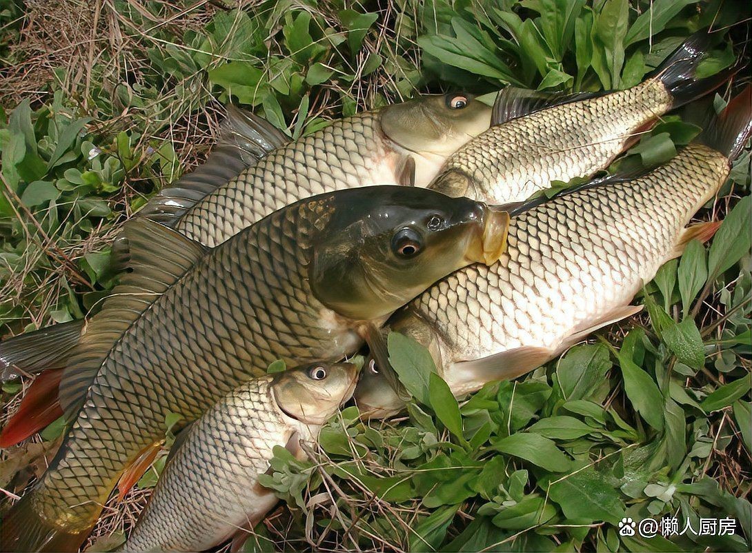 鯽魚與鯉魚的對照圖【鯽魚與鯉魚對照圖鑒對比，鯽魚和鯉魚的區別在哪里】 鯽魚與鯉魚的對照圖【鯽魚與鯉魚對照圖鑒對比，鯽魚和鯉魚的區別在哪里】 龍魚論壇 第20張