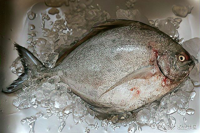 平魚圖片及價(jià)格【吃平魚的好處有哪些？】