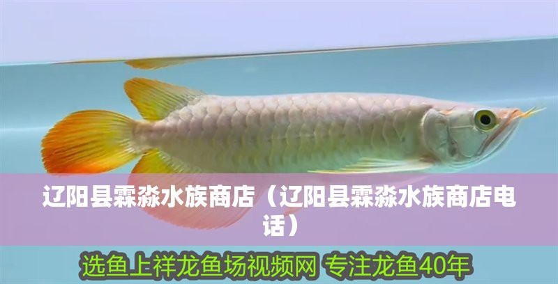 遼陽水族店【遼陽有哪些水族店？】