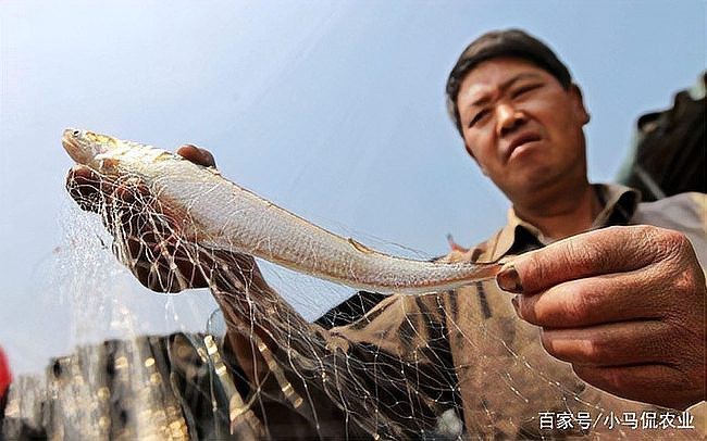 刀魚有沒有人工養殖的【刀魚人工養殖刀魚人工養殖技術取得顯著成品率和成品率突破3】 刀魚有沒有人工養殖的【刀魚人工養殖刀魚人工養殖技術取得顯著成品率和成品率突破3】 龍魚論壇 第4張
