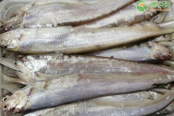 刀魚有沒有人工養殖的【刀魚人工養殖刀魚人工養殖技術取得顯著成品率和成品率突破3】
