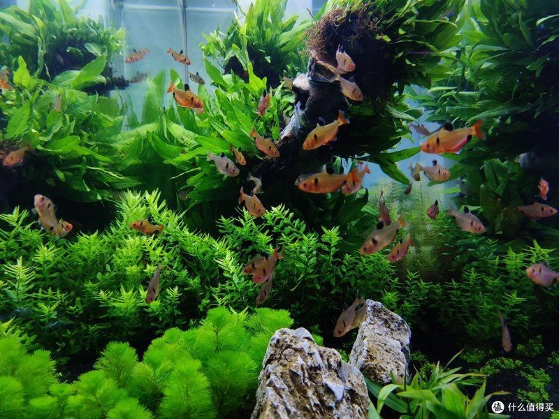 適合過背金龍魚的水草【《適合過背金龍魚的水草》】