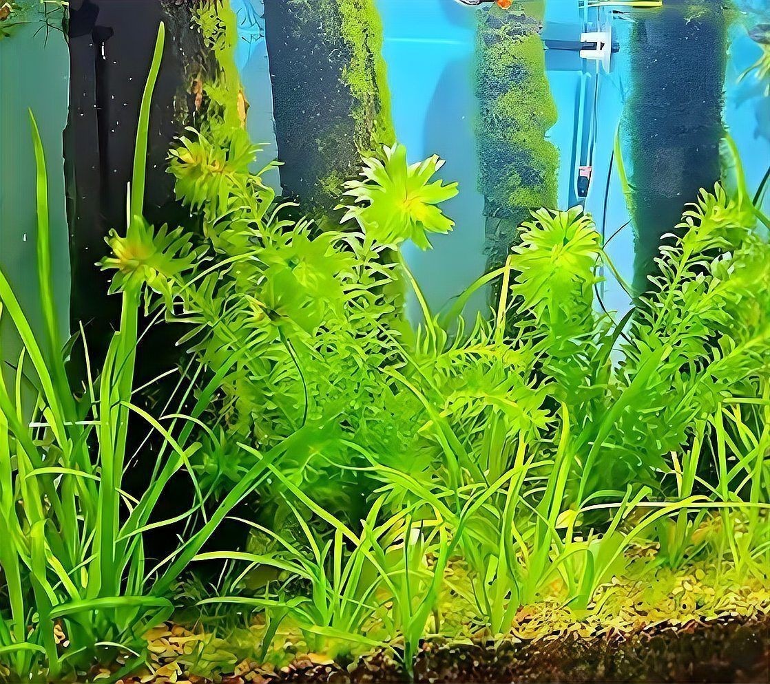 適合過背金龍魚的水草【《適合過背金龍魚的水草》】