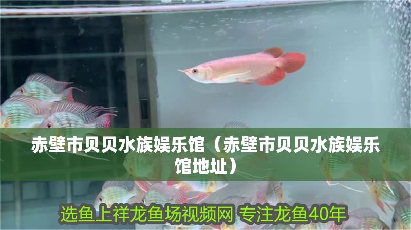 赤壁水族店【赤壁水族店——水中奇妙世界的小小天地】 赤壁水族店【赤壁水族店——水中奇妙世界的小小天地】 全國(guó)水族館企業(yè)名錄 第1張