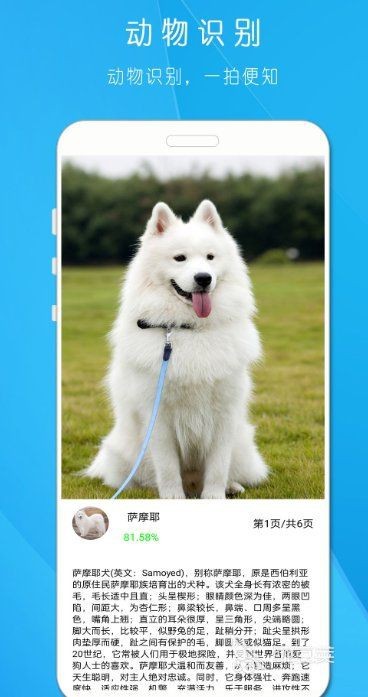 識別狗狗品種軟件【ai識寵拍照識別犬軟件有哪些】 龍魚百科 第4張 識別狗狗品種軟件【ai識寵拍照識別犬軟件有哪些】 識別狗狗品種軟件【ai識寵拍照識別犬軟件有哪些】 龍魚百科 第4張