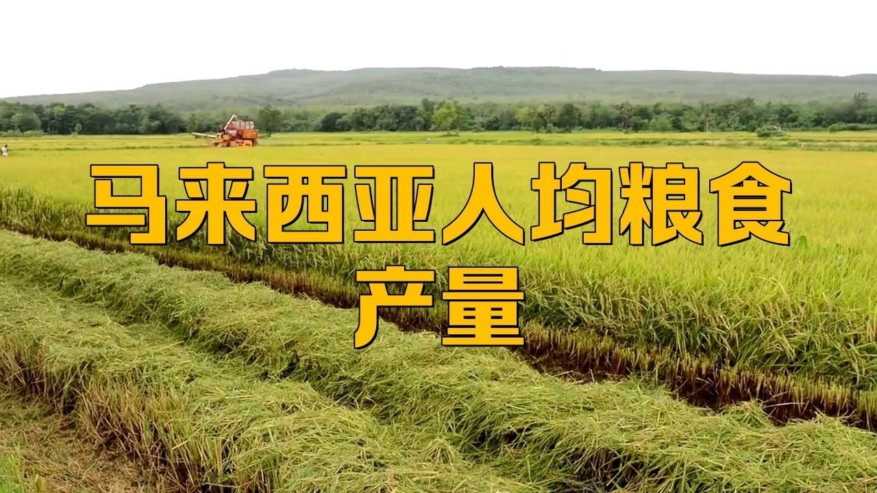 馬來西亞農(nóng)業(yè)發(fā)展現(xiàn)狀【馬來西亞種植什么作物小物桃桃馬來西亞經(jīng)濟大揭秘】 龍魚百科 第4張 馬來西亞農(nóng)業(yè)發(fā)展現(xiàn)狀【馬來西亞種植什么作物小物桃桃馬來西亞經(jīng)濟大揭秘】 馬來西亞農(nóng)業(yè)發(fā)展現(xiàn)狀【馬來西亞種植什么作物小物桃桃馬來西亞經(jīng)濟大揭秘】 龍魚百科 第4張