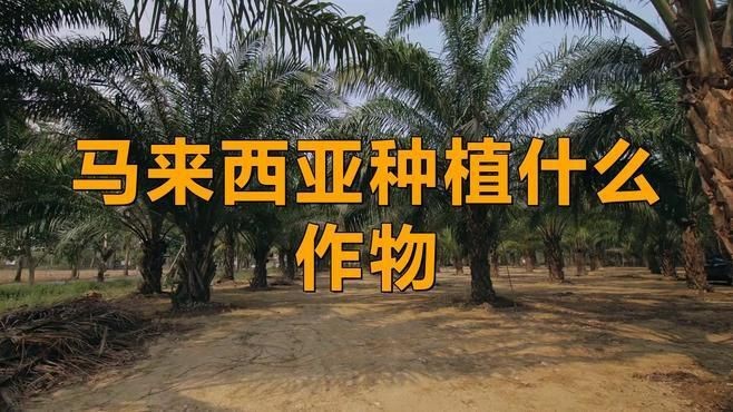 馬來西亞農(nóng)業(yè)發(fā)展現(xiàn)狀【馬來西亞種植什么作物小物桃桃馬來西亞經(jīng)濟大揭秘】 龍魚百科 第1張 馬來西亞農(nóng)業(yè)發(fā)展現(xiàn)狀【馬來西亞種植什么作物小物桃桃馬來西亞經(jīng)濟大揭秘】 馬來西亞農(nóng)業(yè)發(fā)展現(xiàn)狀【馬來西亞種植什么作物小物桃桃馬來西亞經(jīng)濟大揭秘】 龍魚百科 第1張