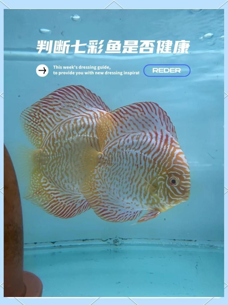 如何判斷七彩雷龍魚是否健康【七彩雷龍魚怎么養(yǎng)揭秘寵物魚界的隱藏大佬養(yǎng)殖秘籍】