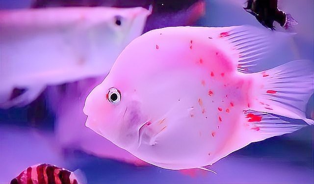 紅龍魚(yú)死亡有哪些征兆？【帶你認(rèn)識(shí)龍魚(yú)的5大死亡原因,新魚(yú)友要注意了!】