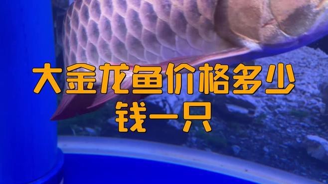 金龍魚20cm價格【觀賞魚金龍魚多少錢一條信潮π玩家大金龍魚價格一覽】 金龍魚20cm價格【觀賞魚金龍魚多少錢一條信潮π玩家大金龍魚價格一覽】 龍魚論壇 第4張