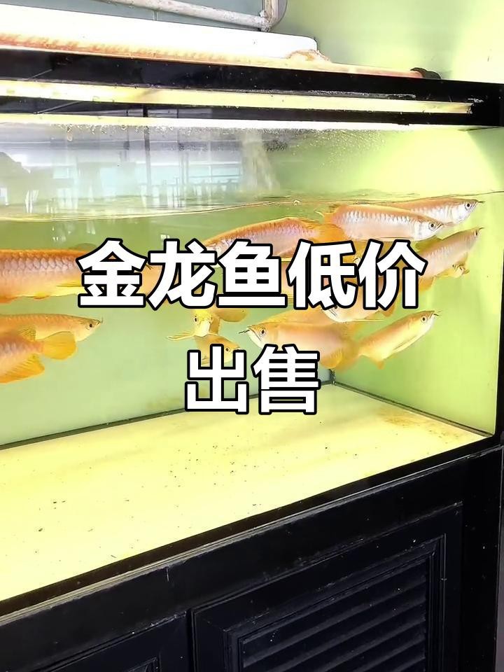 金龍魚20cm價格【觀賞魚金龍魚多少錢一條信潮π玩家大金龍魚價格一覽】 金龍魚20cm價格【觀賞魚金龍魚多少錢一條信潮π玩家大金龍魚價格一覽】 龍魚論壇 第5張