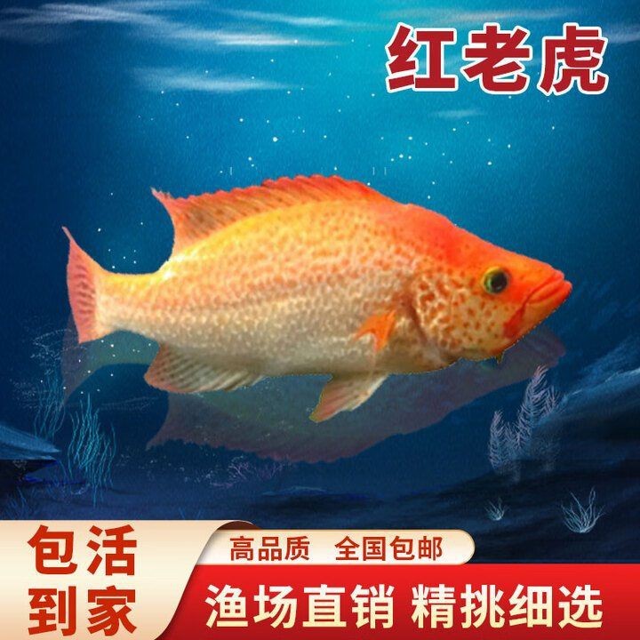 金老虎魚吃什么【巴西亞帝王三間魚、皇冠三間魚、皇冠三間魚、皇冠三間魚】