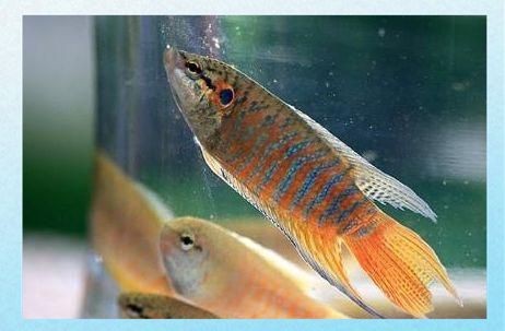 金老虎魚(yú)吃什么【巴西亞帝王三間魚(yú)、皇冠三間魚(yú)、皇冠三間魚(yú)、皇冠三間魚(yú)】