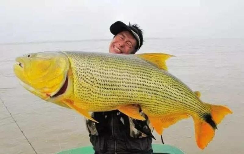金老虎魚(yú)吃什么【巴西亞帝王三間魚(yú)、皇冠三間魚(yú)、皇冠三間魚(yú)、皇冠三間魚(yú)】