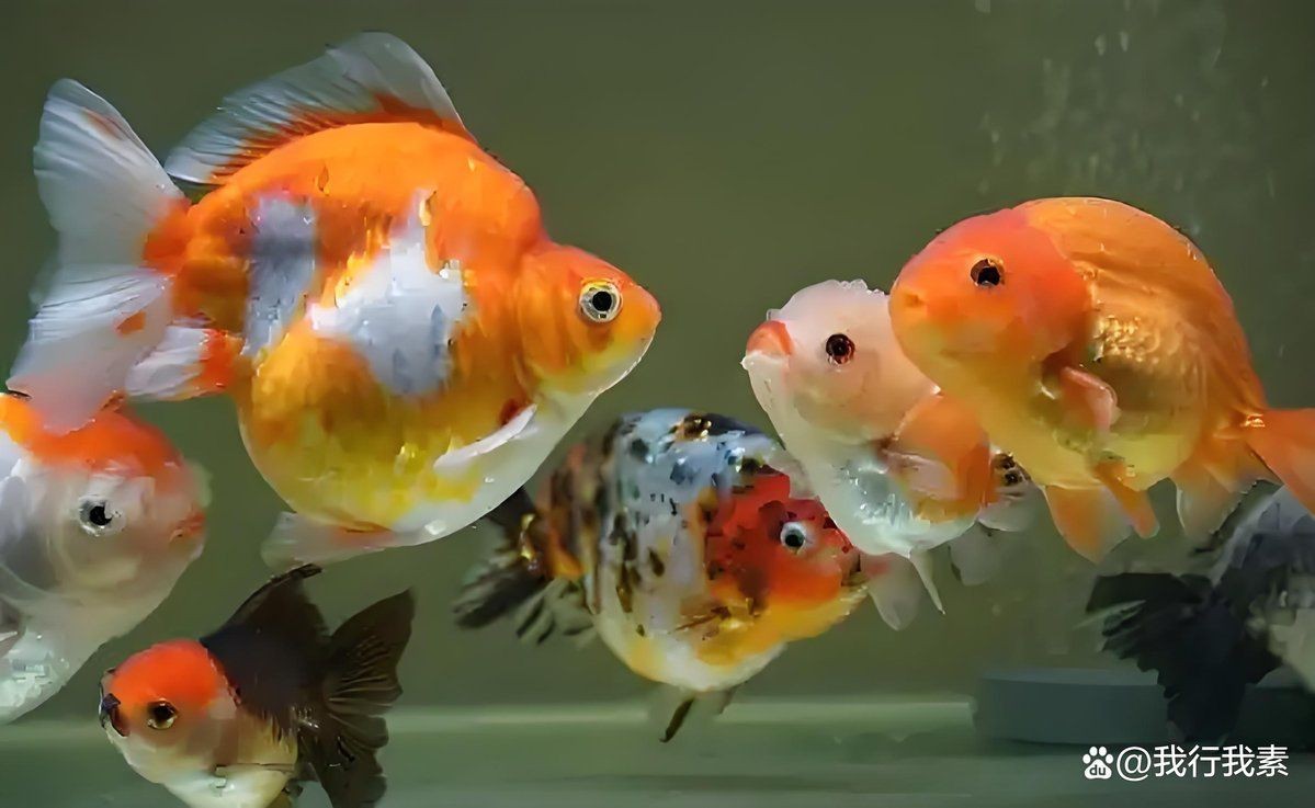 金老虎魚(yú)吃什么【巴西亞帝王三間魚(yú)、皇冠三間魚(yú)、皇冠三間魚(yú)、皇冠三間魚(yú)】