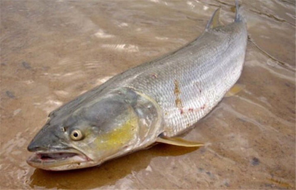 金老虎魚(yú)吃什么【巴西亞帝王三間魚(yú)、皇冠三間魚(yú)、皇冠三間魚(yú)、皇冠三間魚(yú)】