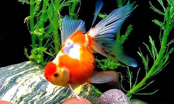 金老虎魚(yú)吃什么【巴西亞帝王三間魚(yú)、皇冠三間魚(yú)、皇冠三間魚(yú)、皇冠三間魚(yú)】