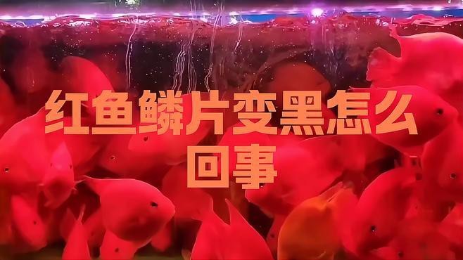 紅龍魚鱗片發(fā)黑能自然恢復(fù)嗎？【紅龍魚鱗片發(fā)黑是否能自然恢復(fù)】 紅龍魚鱗片發(fā)黑能自然恢復(fù)嗎？【紅龍魚鱗片發(fā)黑是否能自然恢復(fù)】 龍魚百科 第5張