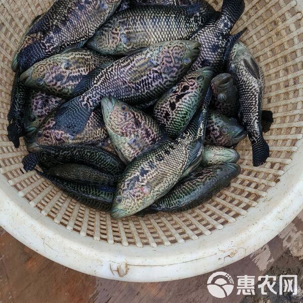 花斑魚多少錢一斤【花斑魚價格一般多少錢】 花斑魚多少錢一斤【花斑魚價格一般多少錢】 龍魚論壇 第1張