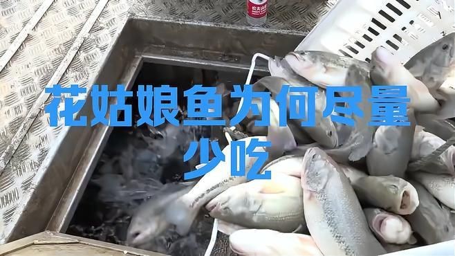 紅娘魚干盡量少吃的原因【紅娘魚干為何盡量少吃】 龍魚論壇 第1張 紅娘魚干盡量少吃的原因【紅娘魚干為何盡量少吃】 紅娘魚干盡量少吃的原因【紅娘魚干為何盡量少吃】 龍魚論壇 第1張