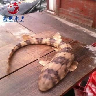 貓鯊圖片【《貓鯊：獨特海洋生物的奇妙呈現》】