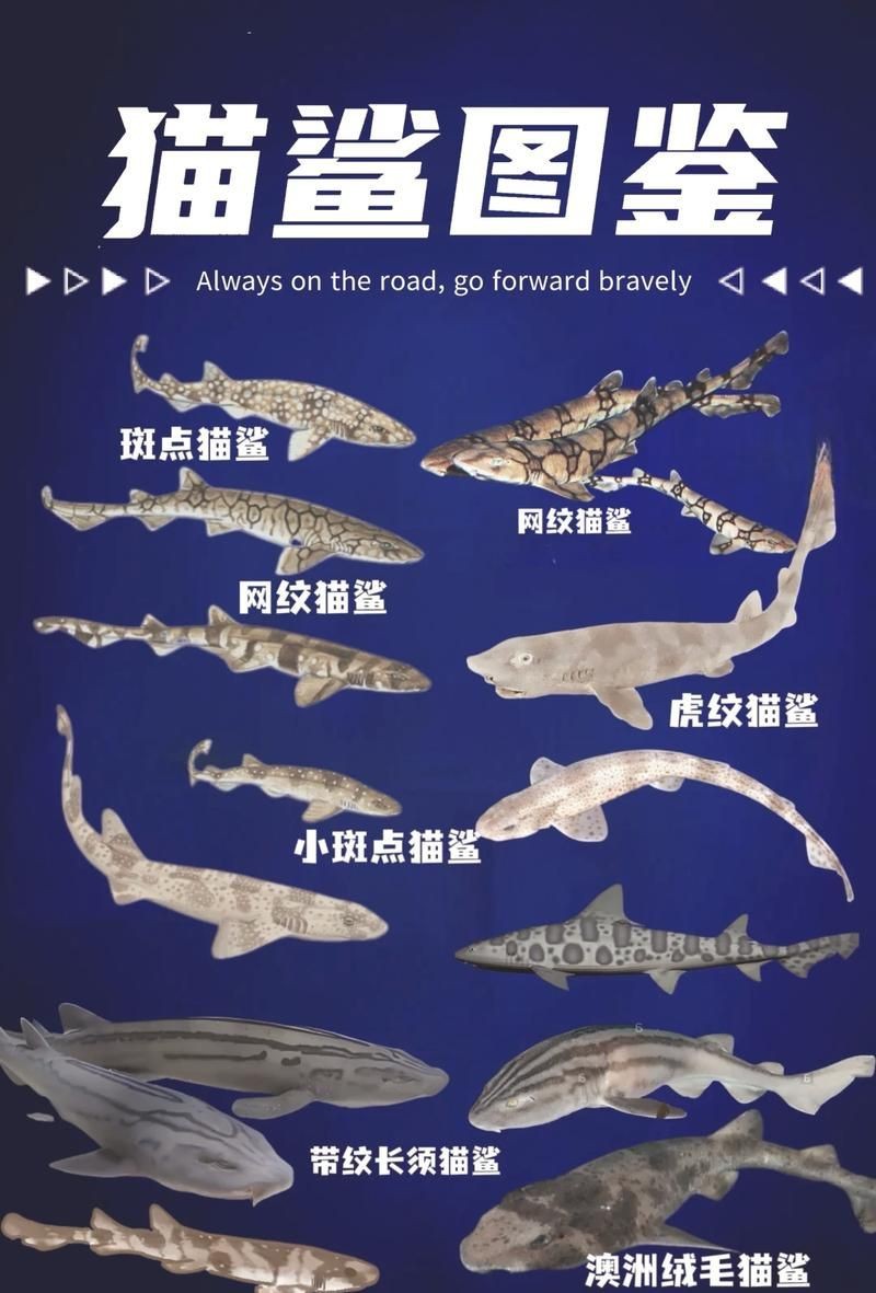 貓鯊圖片【《貓鯊：獨特海洋生物的奇妙呈現》】