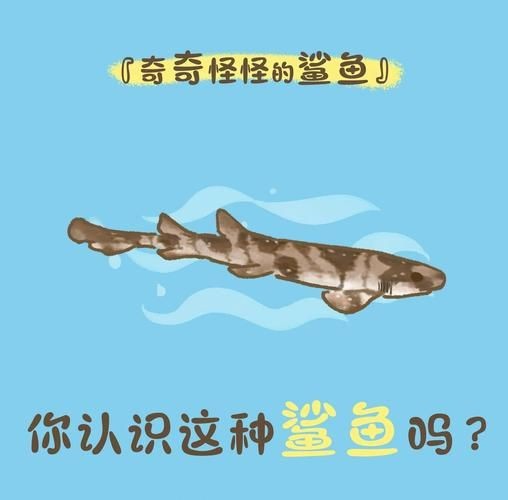 貓鯊圖片【《貓鯊：獨特海洋生物的奇妙呈現》】