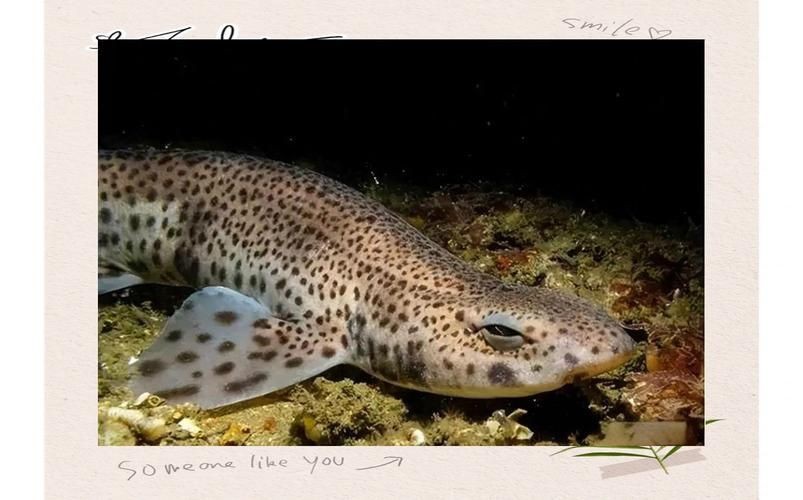 貓鯊圖片【《貓鯊：獨特海洋生物的奇妙呈現(xiàn)》】
