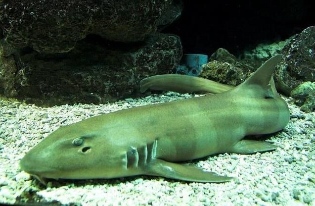 貓鯊圖片【《貓鯊：獨特海洋生物的奇妙呈現(xiàn)》】