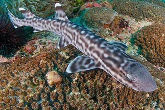 貓鯊圖片【《貓鯊：獨特海洋生物的奇妙呈現(xiàn)》】