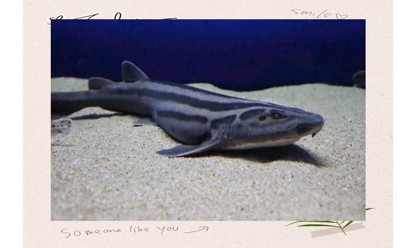 貓鯊圖片【《貓鯊：獨特海洋生物的奇妙呈現(xiàn)》】