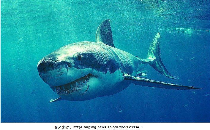 貓鯊圖片【《貓鯊：獨特海洋生物的奇妙呈現(xiàn)》】