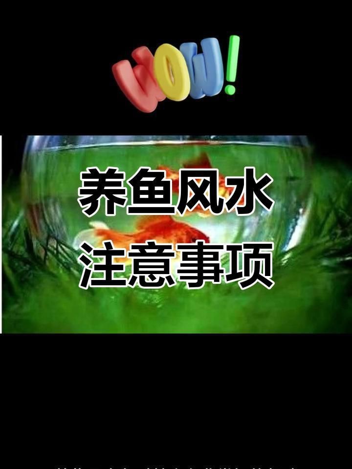 客廳養魚一般養幾條【客廳養幾條魚最好萌寵專家】