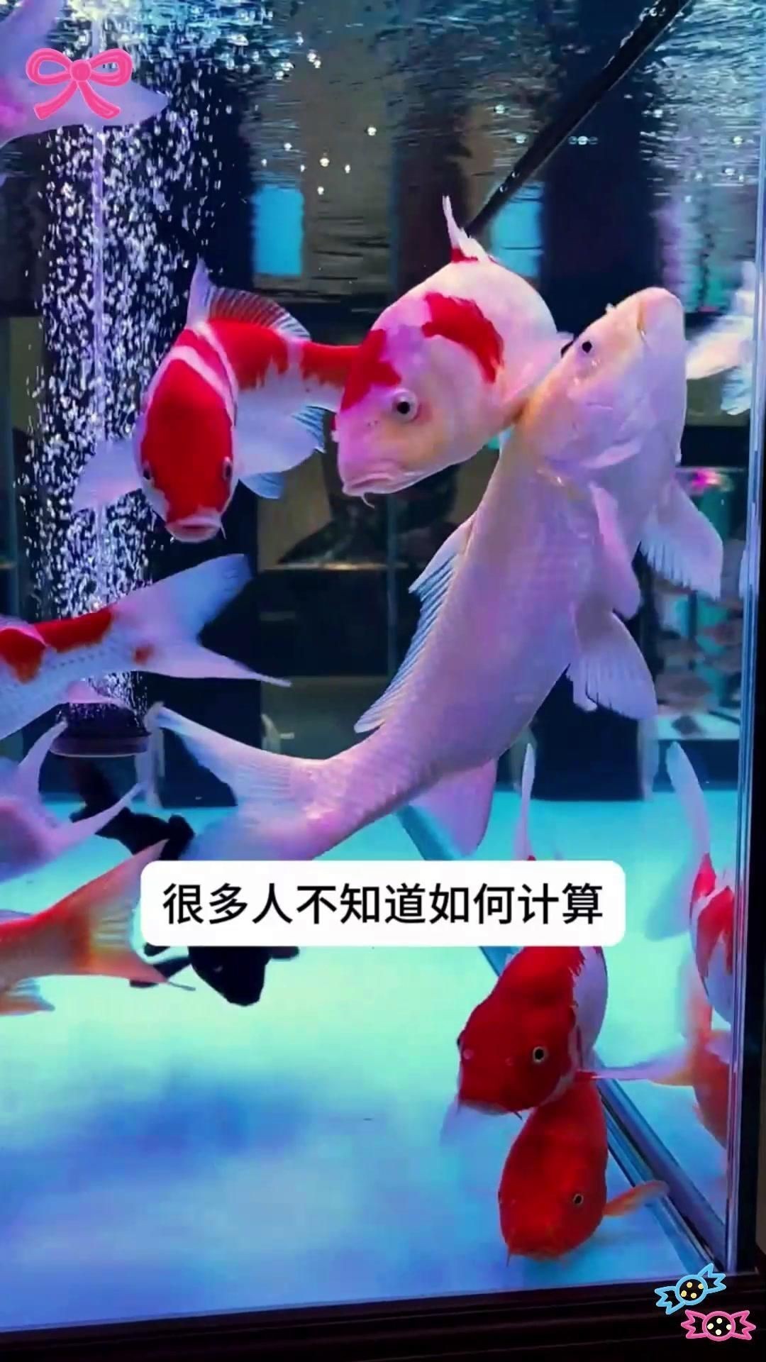 客廳養魚一般養幾條【客廳養幾條魚最好萌寵專家】