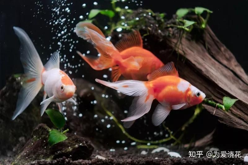 觀賞魚糧自己做【《觀賞魚糧自己做：樂趣與實惠兼具》】 觀賞魚糧自己做【《觀賞魚糧自己做：樂趣與實惠兼具》】 龍魚論壇 第7張