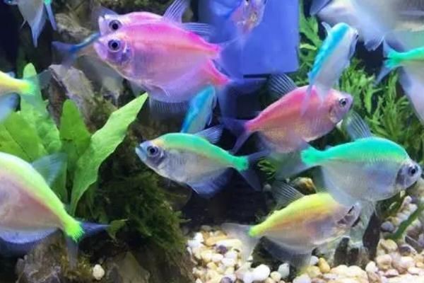觀賞魚糧自己做【《觀賞魚糧自己做：樂趣與實惠兼具》】 觀賞魚糧自己做【《觀賞魚糧自己做：樂趣與實惠兼具》】 龍魚論壇 第9張