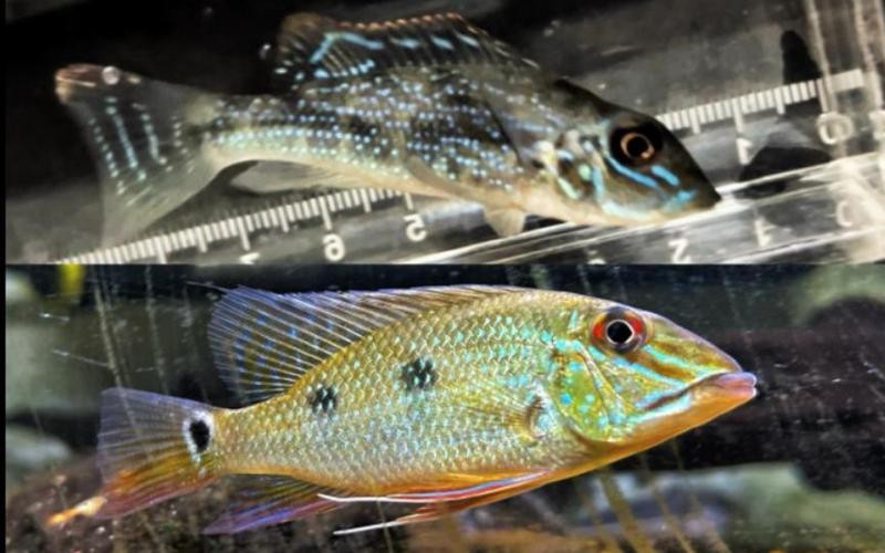 申古寶石成體多大【探秘申古寶石魚(yú)】