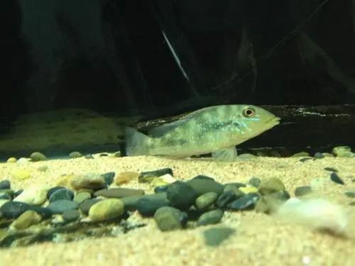 申古寶石成體多大【探秘申古寶石魚(yú)】