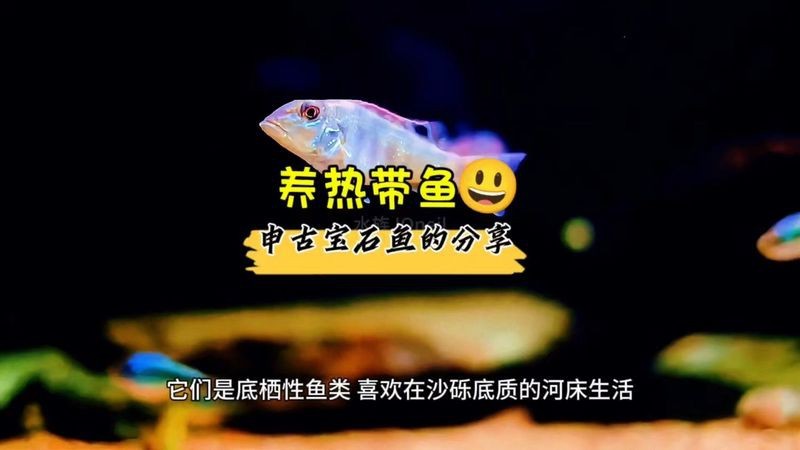 申古寶石成體多大【探秘申古寶石魚(yú)】