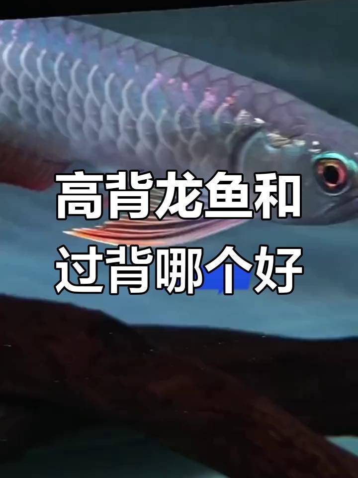 金龍是高背好還是過背好【搜狐視頻高背與過背金龍魚的區別joyce好物志】 龍魚百科 第3張 金龍是高背好還是過背好【搜狐視頻高背與過背金龍魚的區別joyce好物志】 金龍是高背好還是過背好【搜狐視頻高背與過背金龍魚的區別joyce好物志】 龍魚百科 第3張