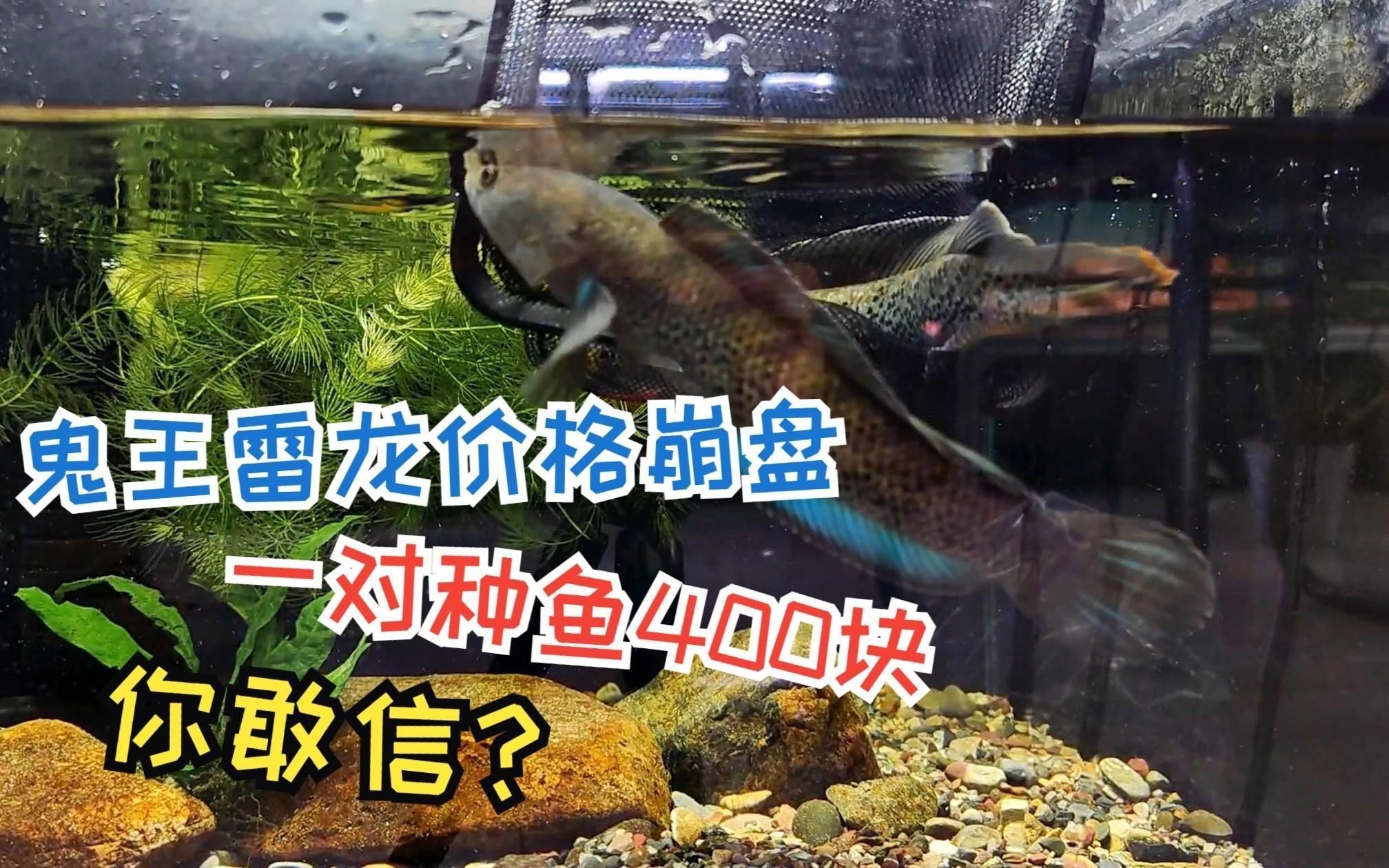 鬼王雷龍魚多少錢【一對鬼王雷龍魚400塊錢你敢信嗶哩嗶哩嗶哩嗶哩嗶哩嗶哩嗶哩】 鬼王雷龍魚多少錢【一對鬼王雷龍魚400塊錢你敢信嗶哩嗶哩嗶哩嗶哩嗶哩嗶哩嗶哩】 龍魚百科 第4張