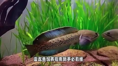 鬼王雷龍魚多少錢【一對鬼王雷龍魚400塊錢你敢信嗶哩嗶哩嗶哩嗶哩嗶哩嗶哩嗶哩】 鬼王雷龍魚多少錢【一對鬼王雷龍魚400塊錢你敢信嗶哩嗶哩嗶哩嗶哩嗶哩嗶哩嗶哩】 龍魚百科 第7張