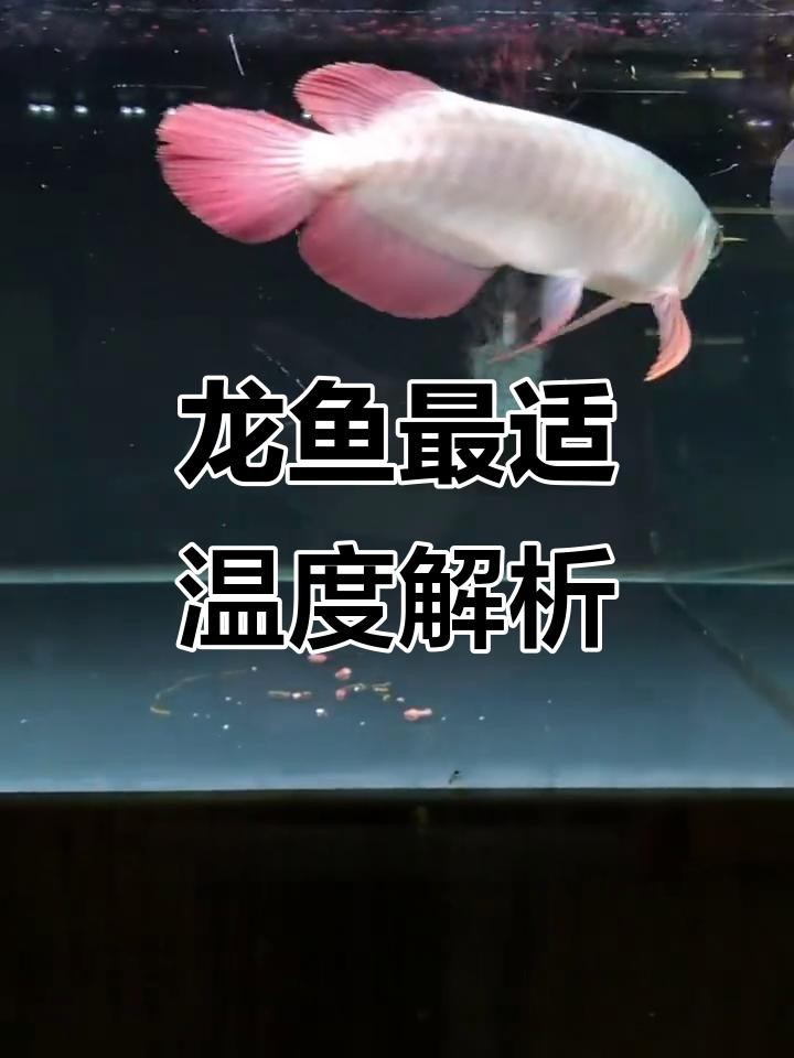 如何預(yù)防龍魚因水溫波動而生?。俊君堲~飼養(yǎng)水質(zhì)管理全攻略】