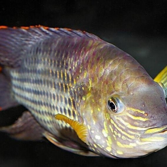 皇冠魚和魟魚什么區別【皇冠魚與魟魚品種詳解與選購指南,犯懶大王康康】