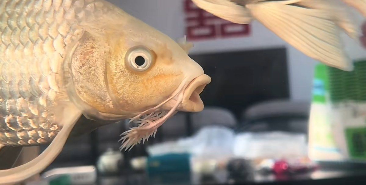 蝴蝶鯉 百科【《圈，蝴蝶鯉百科》*蝴蝶鯉的簡(jiǎn)介和飼養(yǎng)方法】 蝴蝶鯉 百科【《圈，蝴蝶鯉百科》*蝴蝶鯉的簡(jiǎn)介和飼養(yǎng)方法】 龍魚論壇 第8張