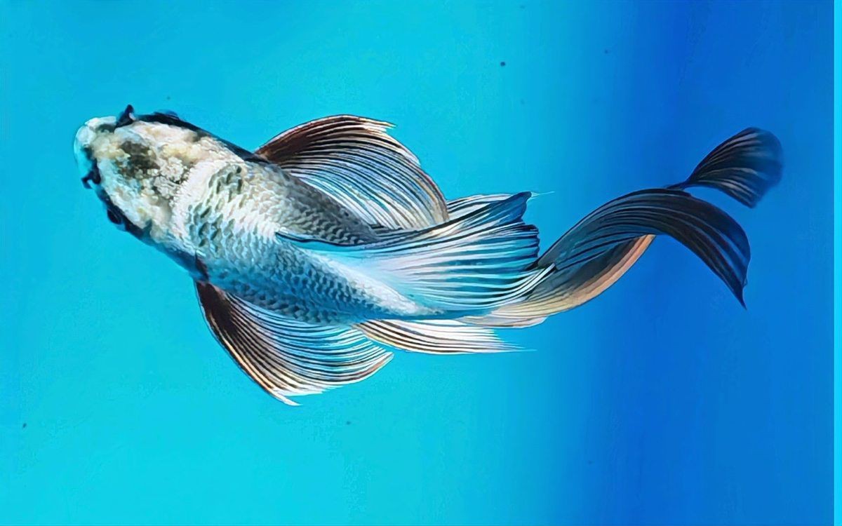 蝴蝶鯉 百科【《圈，蝴蝶鯉百科》*蝴蝶鯉的簡(jiǎn)介和飼養(yǎng)方法】 蝴蝶鯉 百科【《圈，蝴蝶鯉百科》*蝴蝶鯉的簡(jiǎn)介和飼養(yǎng)方法】 龍魚論壇 第27張