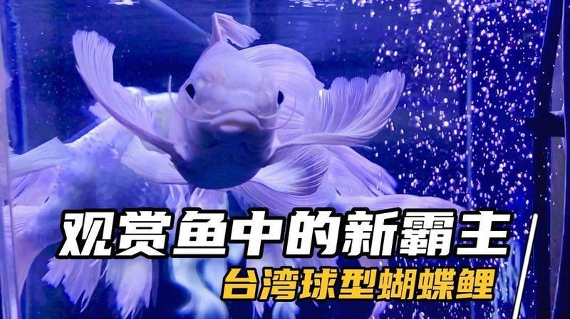 蝴蝶鯉 百科【《圈，蝴蝶鯉百科》*蝴蝶鯉的簡(jiǎn)介和飼養(yǎng)方法】 蝴蝶鯉 百科【《圈，蝴蝶鯉百科》*蝴蝶鯉的簡(jiǎn)介和飼養(yǎng)方法】 龍魚論壇 第25張
